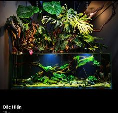 an aquarium filled with plants and water