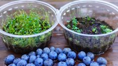 two plastic containers filled with blueberries and green plants on top of a wooden table