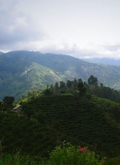 the mountains are covered with trees and bushes in the foreground is a lush green hillside