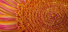 the center of a sunflower with water droplets on it's petals, close up