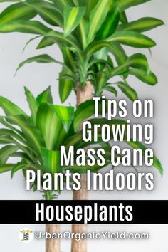 a houseplant with text overlay that reads tips on growing mass cane plants indoors