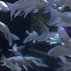 many white fish are swimming in an aquarium