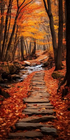 a stone path in the middle of a forest surrounded by trees with leaves on it