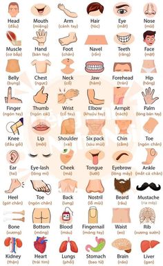 the different types of human body parts and their names in english, french or spanish