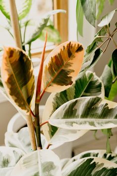 a potted plant with green and yellow leaves