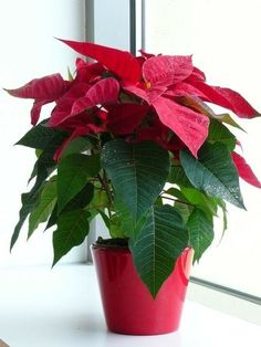 a red potted plant sitting on top of a white table next to a window