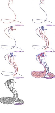 three different types of snakes on a white background