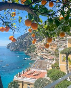 an orange tree with lots of fruit hanging from it's branches next to the ocean