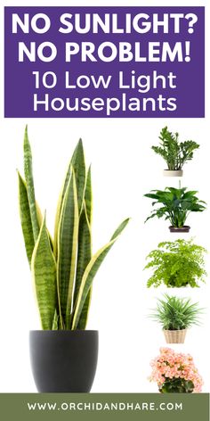 a houseplant with the words, no sunlight? no problem 10 low light houseplants