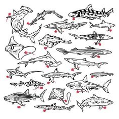 an image of different types of sharks in black and white with red dots on them