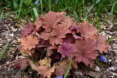 a close up of a plant with leaves on the ground and flowers in the background