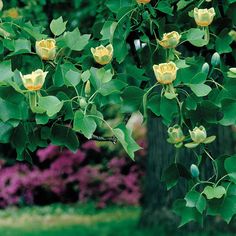 yellow flowers blooming on the branches of a tree in front of green grass and bushes