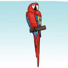 a red and blue parrot sitting on top of a tree branch next to a light blue sky