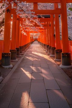 the walkway is lined with rows of orange pillars and cherry blossoms on each one side