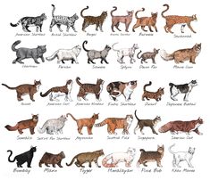 an image of cats in different colors and sizes