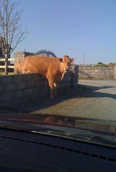 a brown cow standing on top of a stone wall