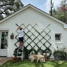 a man on a ladder painting the side of a white house with three dogs nearby