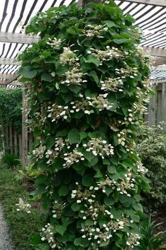 a tall green plant with white flowers growing on it's side in a garden