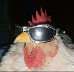 a close up of a chicken wearing sunglasses