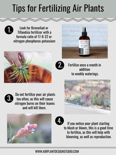 an info sheet describing how to use fertiting air plants for home and garden