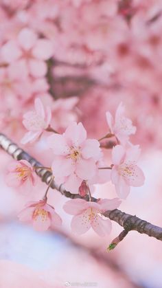 pink flowers are blooming on a tree branch