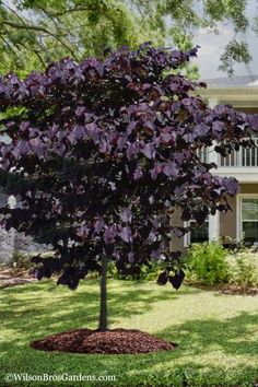 Cercis 'Black Pearl' eventually gets to approx 15-20' by 20-25' wide.
The rich purple/maroon holds its color well through the hot Mid-Atlantic summers.  It does not fade to green.  The fall color is bright chartreuse. Snap Peas Garden, Peas Garden, Eastern Redbud Tree, Redbud Trees, Cercis Canadensis, Eastern Redbud, Redbud Tree, Future Garden, Renovation Inspiration