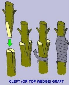 several different types of wood that have been cut into pieces and are labeled in green arrows