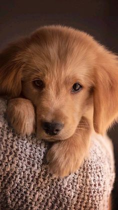 a puppy that is sitting on top of a sweater