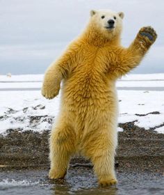 a polar bear standing on its hind legs in the water with it's paws up