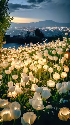 white tulips lit up at night in the garden with city lights behind them