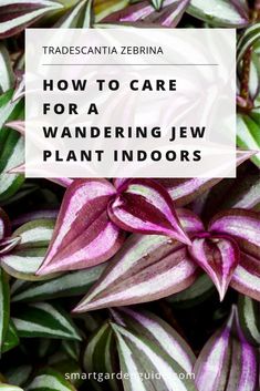 purple and green plants with text overlay that reads how to care for wandering jew plant indoors