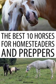 the best 10 horses for homesteaders and preppers