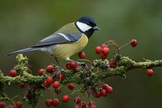 a small bird sitting on top of a tree branch with red berries hanging from it's branches