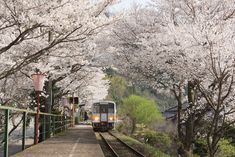 a train traveling down tracks next to trees with white flowers on it's branches