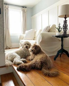 two dogs are sitting on the wooden floor in front of a couch and table with lamps