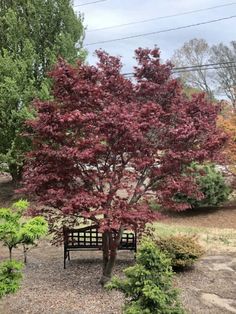 12-15' tall x 12-15' wide Red Maple Tree, Maple Ridge, Japanese Maples, Tree Garden, Japanese Maple Tree, Acer Palmatum, Red Fall, Red Maple, Like Someone