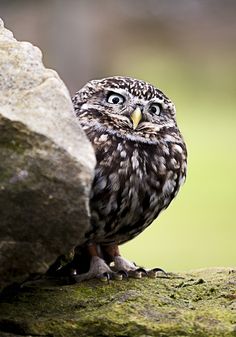 an owl sitting on top of a moss covered rock