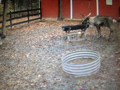 two deer standing in front of a red building with a hose attached to it's side