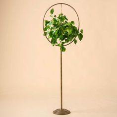 a plant in a round metal stand on a white background with no one around it