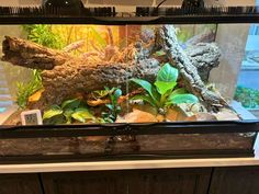 an aquarium with plants and rocks in it