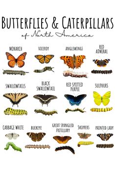 the butterflies and caterpillars of north america poster is shown with their names