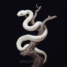 a white snake is sitting on top of a tree branch in front of a black background