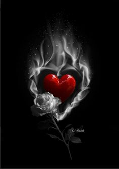 a red heart and white rose on a black background