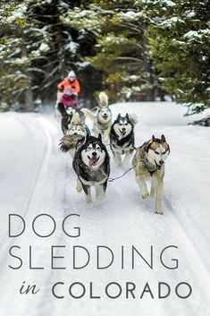 a dog sledding in the snow with two dogs pulling it behind them and people on skis