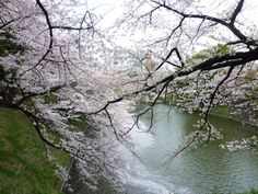 the river is surrounded by blooming cherry trees