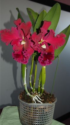 pink flowers in a basket on a table