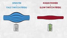 the different types of fastwitchers and slowwitch fibers are depicted in this illustration