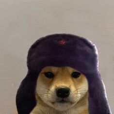 a brown dog wearing a purple hat on top of it's head and looking at the camera