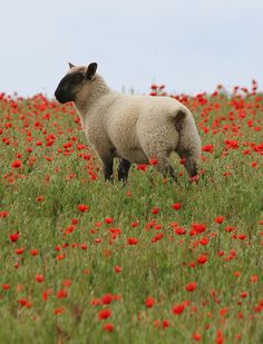 a sheep standing in the middle of a field with red flowers on it's side