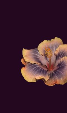 a purple and yellow flower on a black background